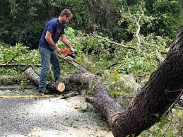 Best Fruit Tree Pruning  in Eastland, TX