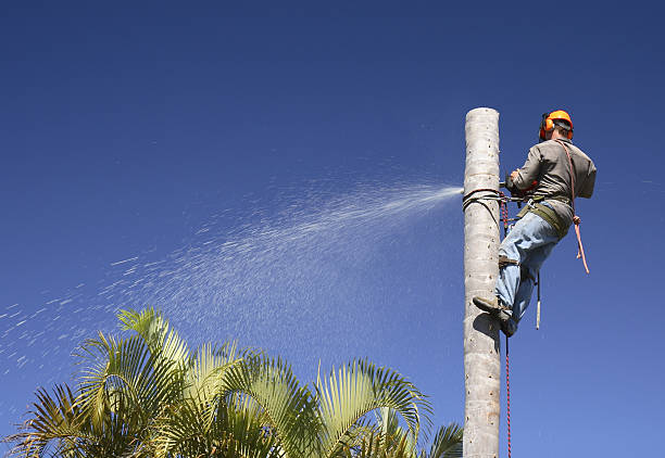 Best Tree Mulching  in Eastland, TX