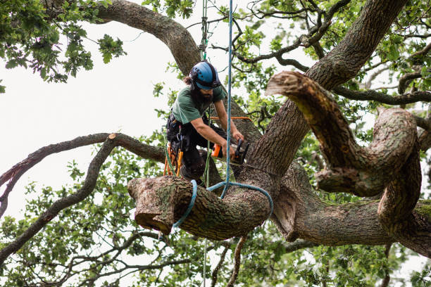 Best Utility Line Clearance  in Eastland, TX