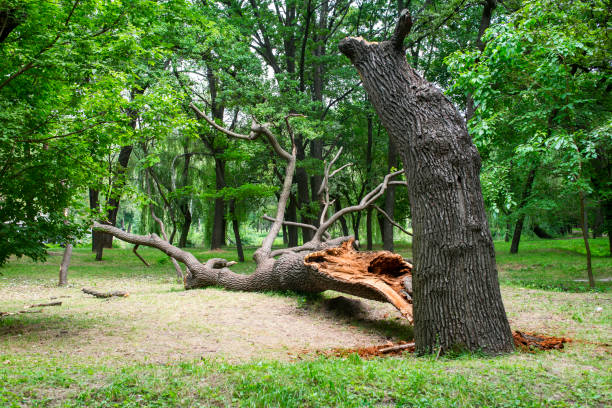 Best Tree Maintenance Programs  in Eastland, TX