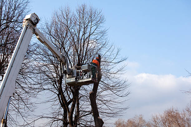 Professional Tree Services in Eastland, TX