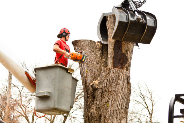 How Our Tree Care Process Works  in  Eastland, TX